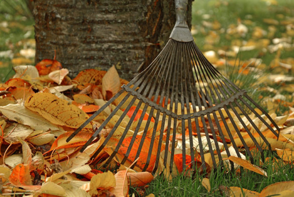 travaux de jardinage automne