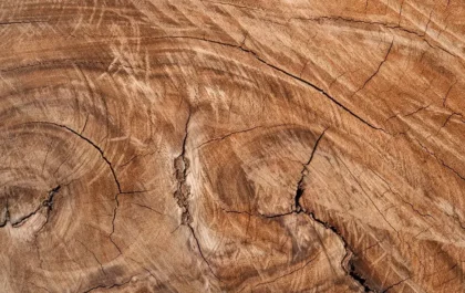 Essences de bois : Tout savoir sur les différentes catégories de bois ! 3 Essences de bois